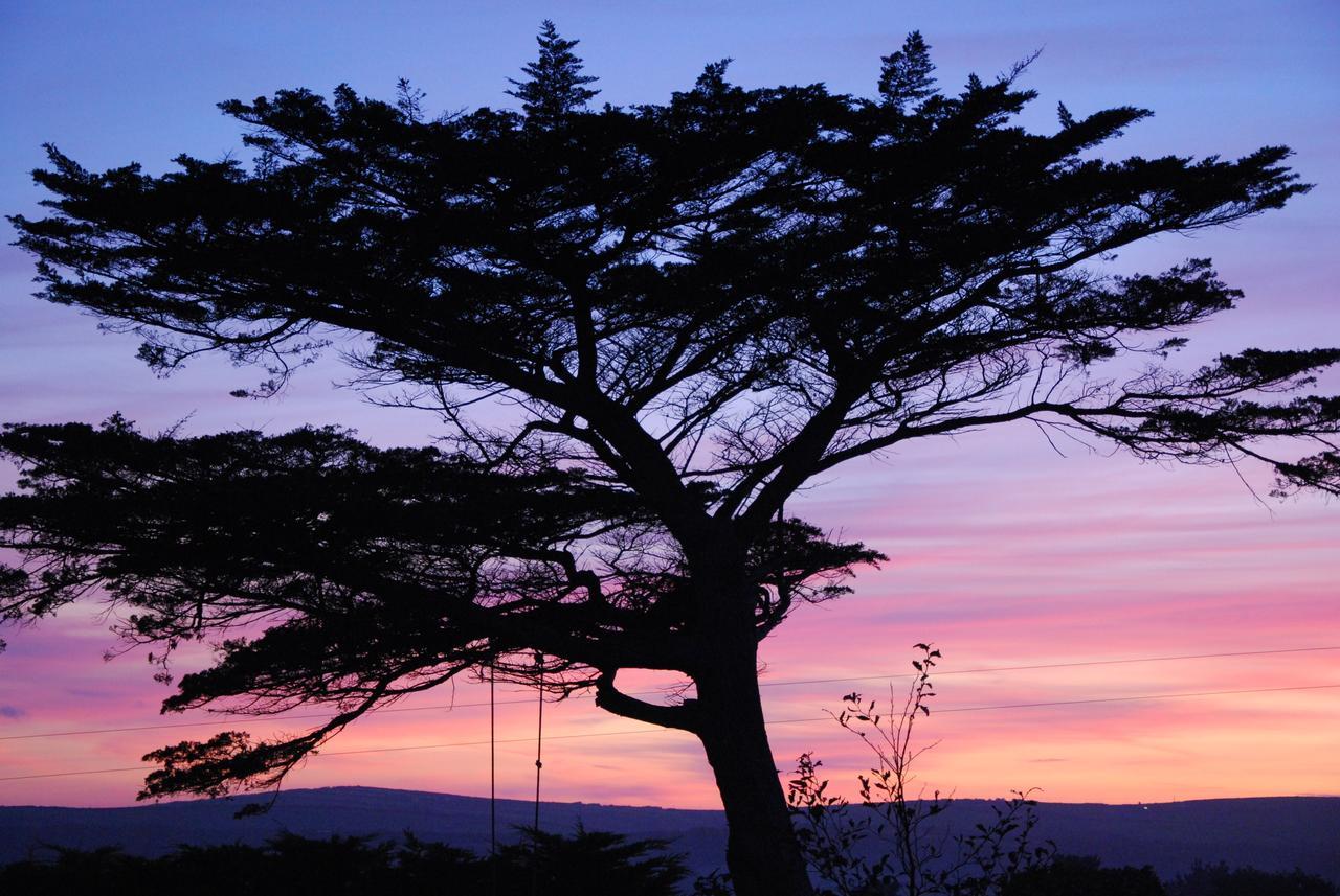 Bangors Organic Bed and Breakfast Bude Buitenkant foto